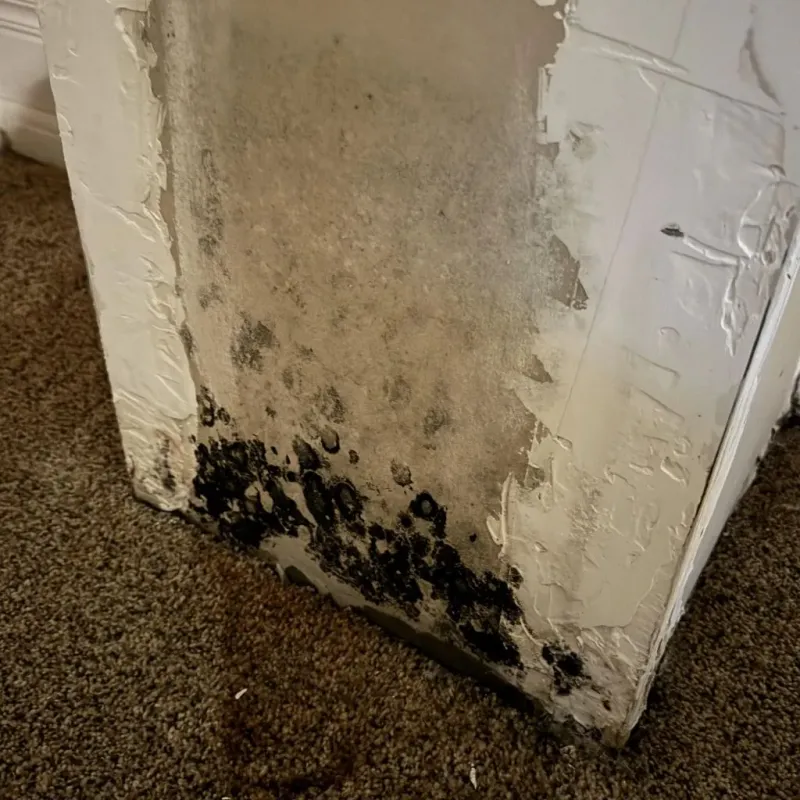 Professional Mold Removal in Charleston, MO